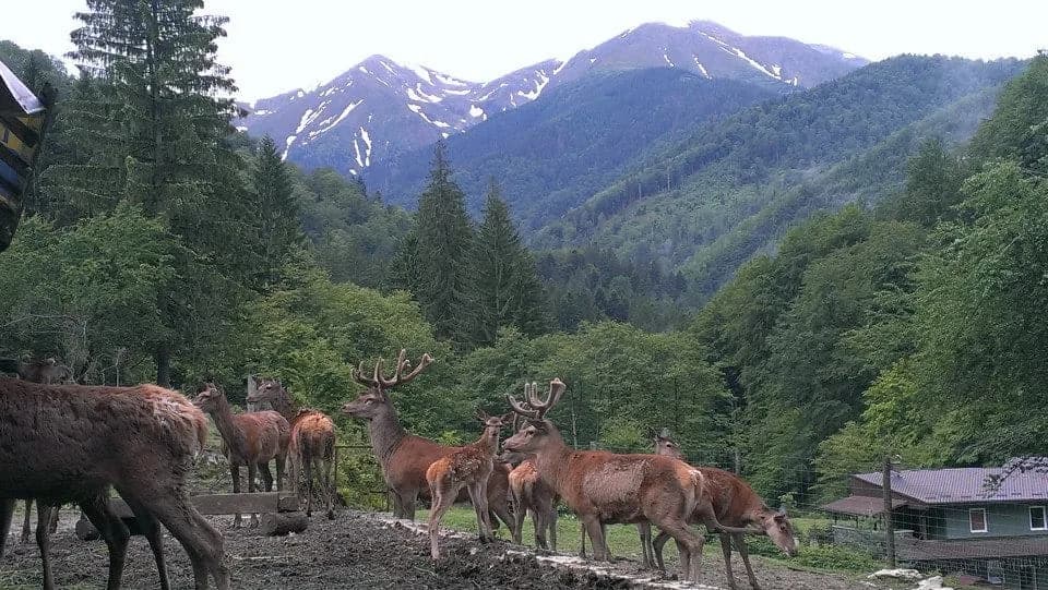 The deer farm at Poiana Neamțului